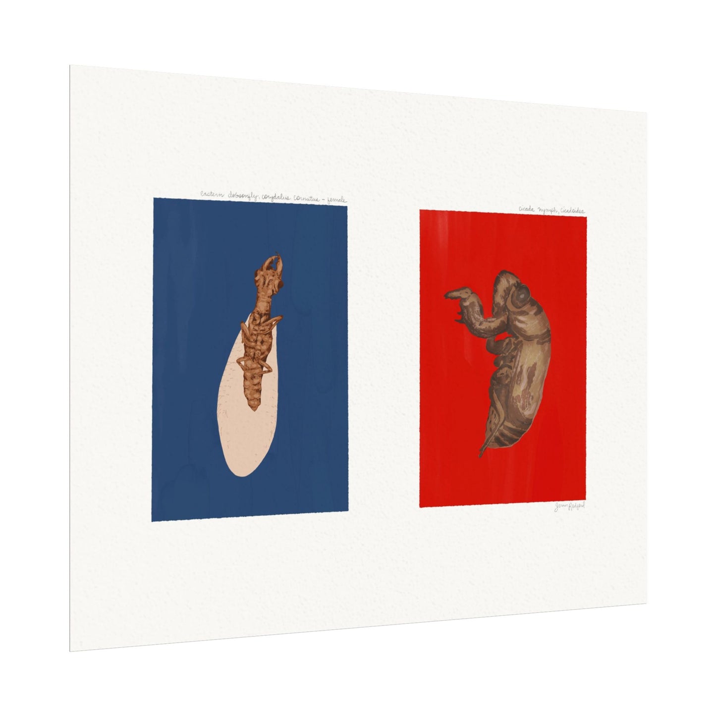 Eastern Dobsonfly and Cicada Shell Gouache Art Print — Nature Journal Poster on Textured Watercolor Paper