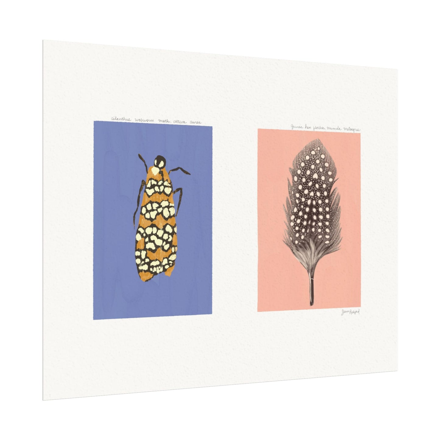 Webworm Moth and Guinea Hen Feather Gouache Art Print — Textured Matte Nature Journal Poster