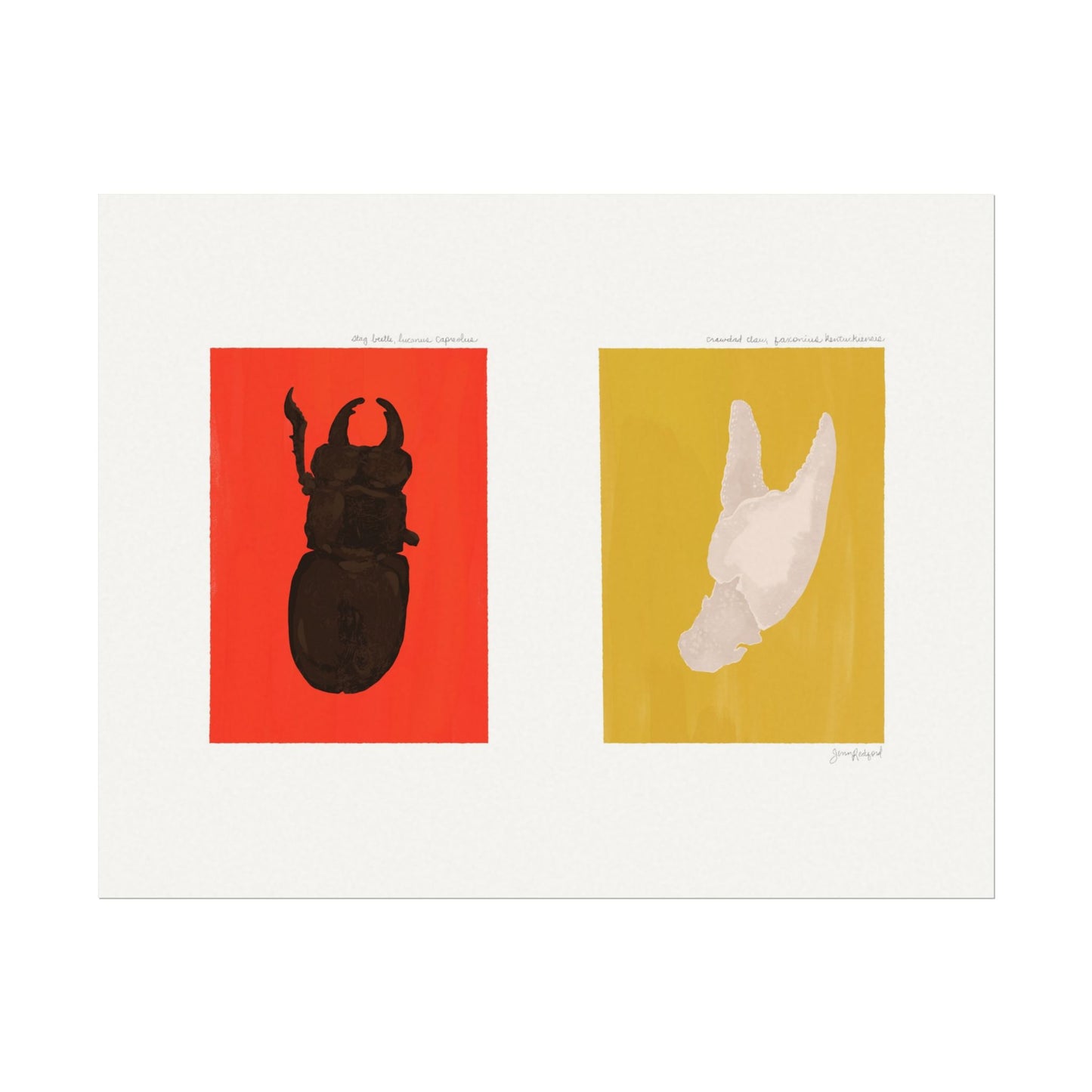 Stag Beetle & Crawdad Claw Gouache Art Print — Textured Matte Nature Journal Poster