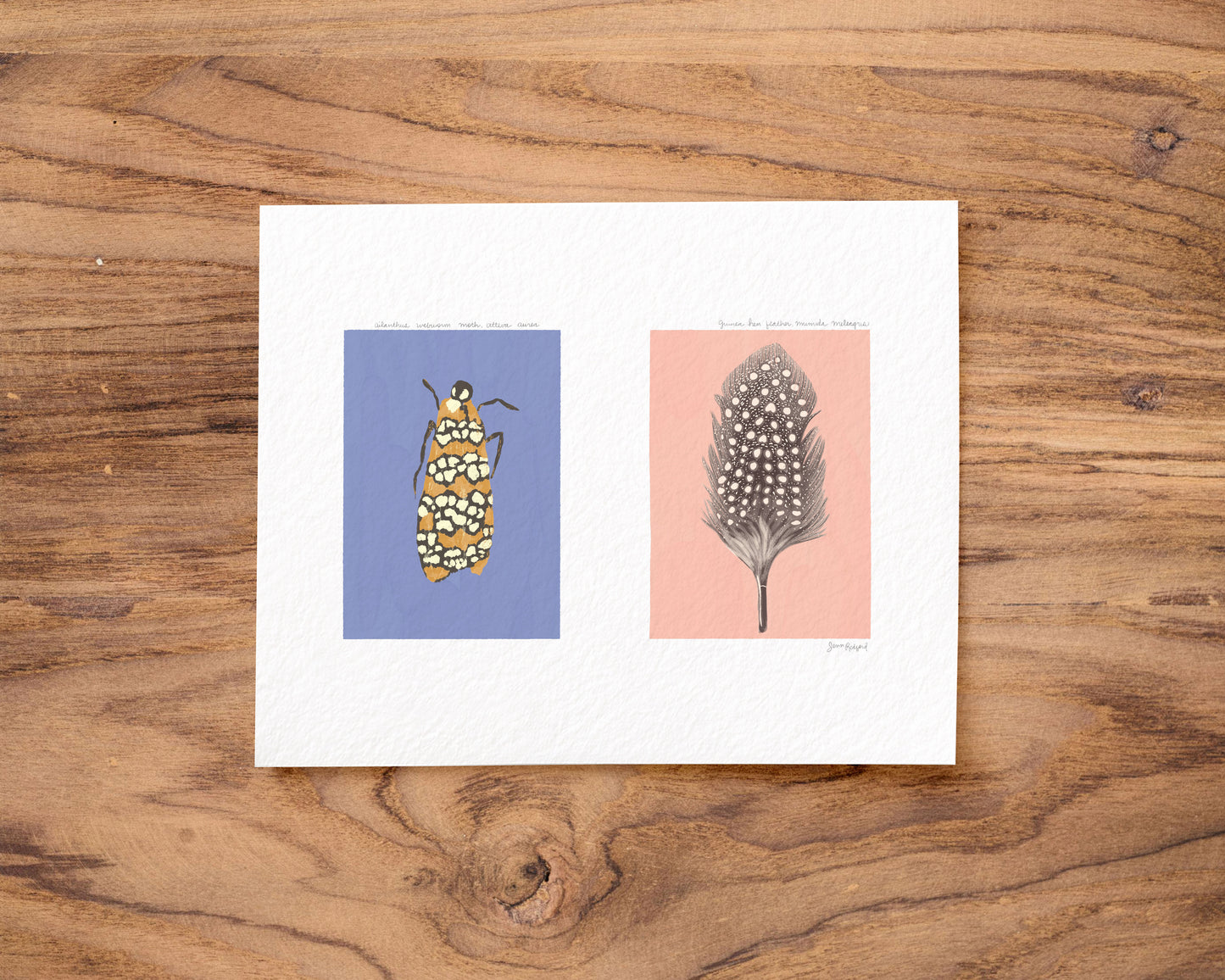 Webworm Moth and Guinea Hen Feather Gouache Art Print — Textured Matte Nature Journal Poster