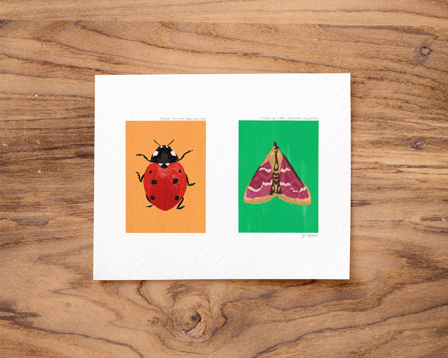 Ladybug and Raspberry Moth Gouache Art Print — Textured Matte Nature Journal Poster