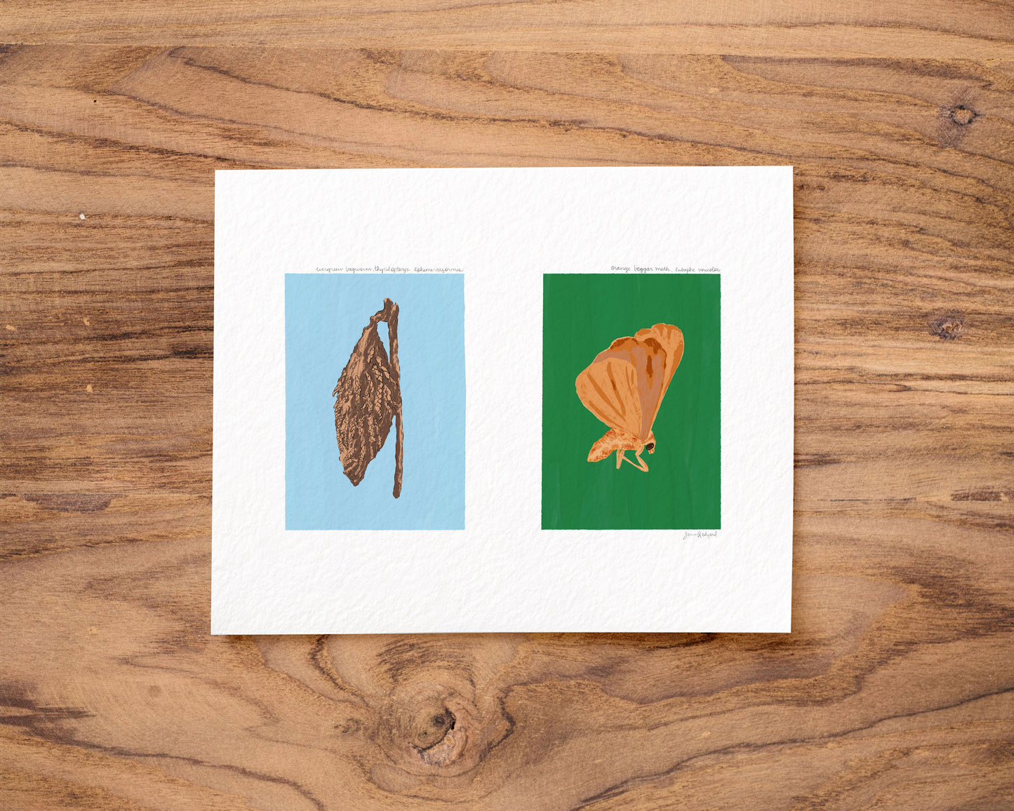 Evergreen Bagworm and Orange Beggar Moth Gouache Art Print — Textured Matte Nature Journal Poster