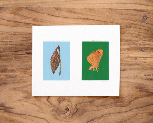 Evergreen Bagworm and Orange Beggar Moth Gouache Art Print — Textured Matte Nature Journal Poster