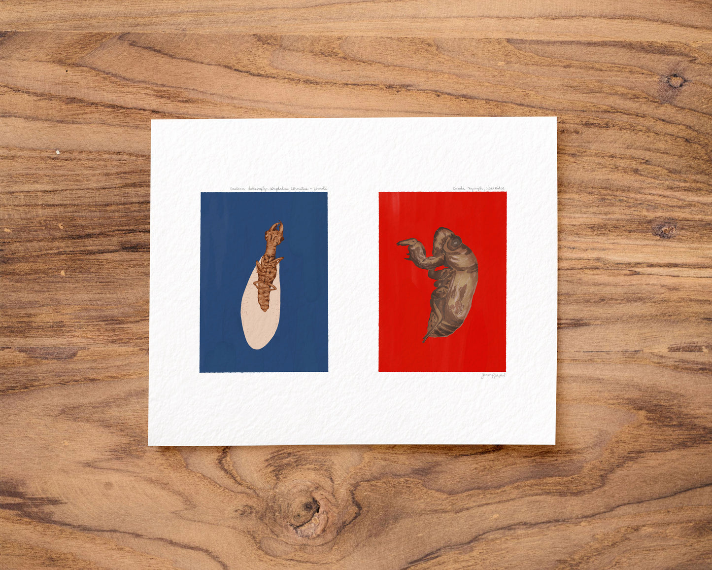 Eastern Dobsonfly and Cicada Shell Gouache Art Print — Nature Journal Poster on Textured Watercolor Paper