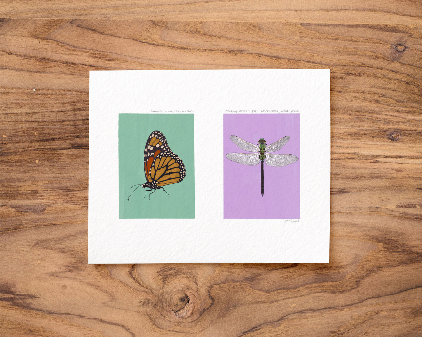 Monarch Butterfly & Dragonfly Gouache Art Print — Textured Matte Nature Journal Poster