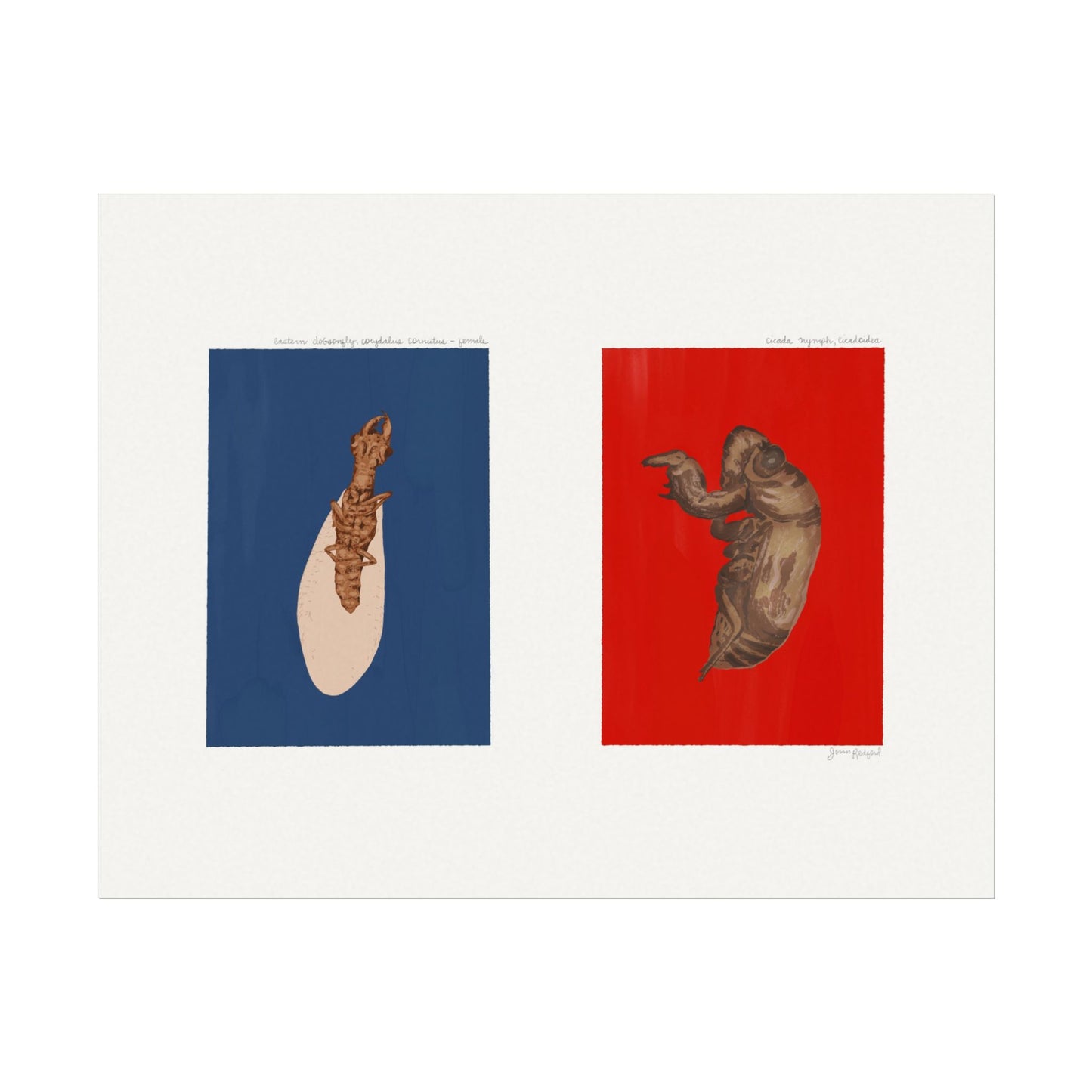 Eastern Dobsonfly and Cicada Shell Gouache Art Print — Nature Journal Poster on Textured Watercolor Paper