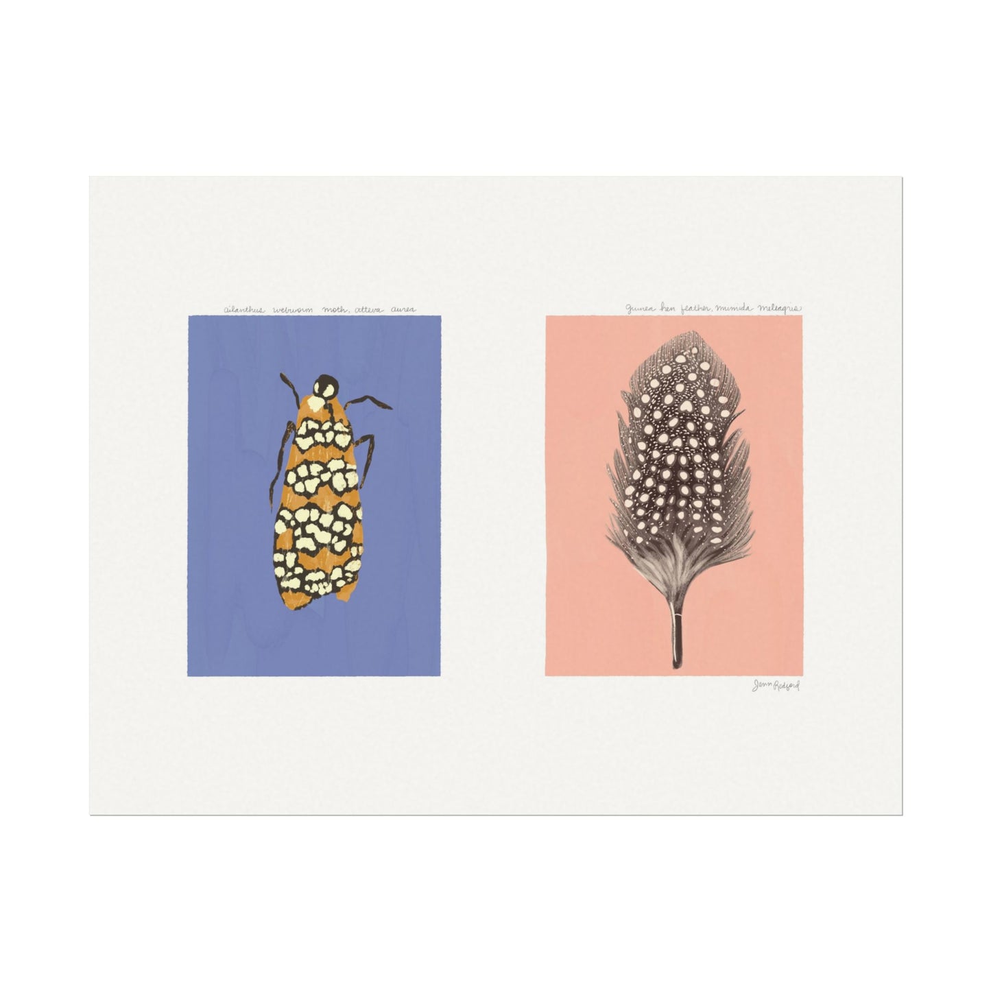 Webworm Moth and Guinea Hen Feather Gouache Art Print — Textured Matte Nature Journal Poster